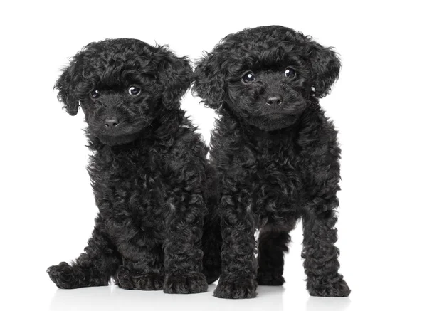 Brinquedo preto cachorros poodle — Fotografia de Stock
