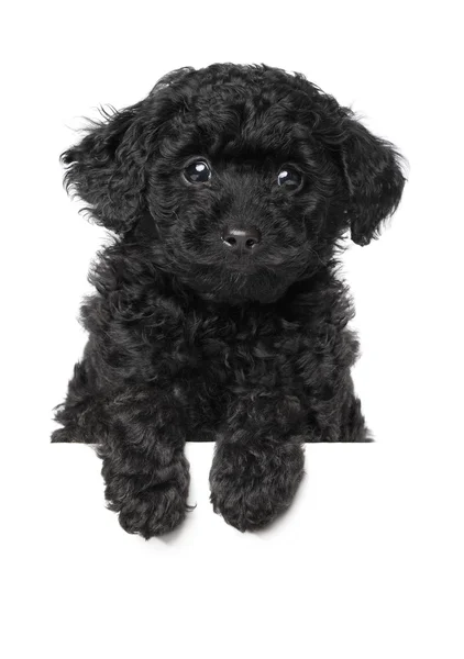 Filhote de cachorro poodle brinquedo preto — Fotografia de Stock