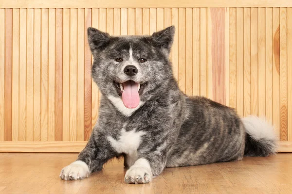 Portrét psa Akita inu — Stock fotografie