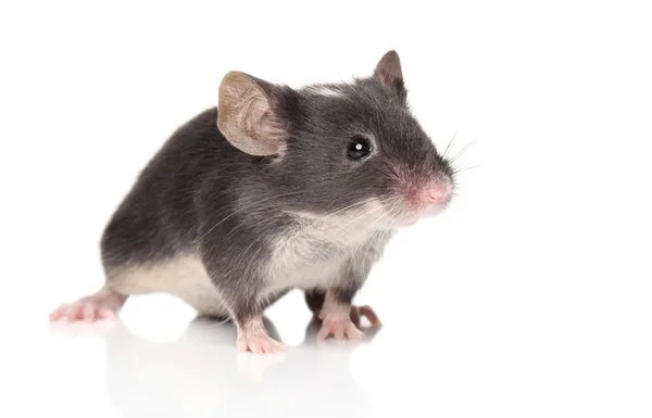 Поза маленькой мышки — стоковое фото