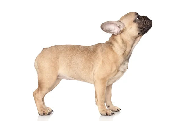 French Bulldog puppy posing — Stock Photo, Image