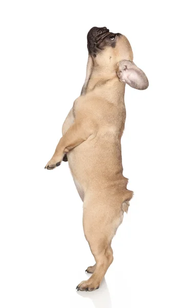 Franse bulldog pup staat op achterpoten — Stockfoto
