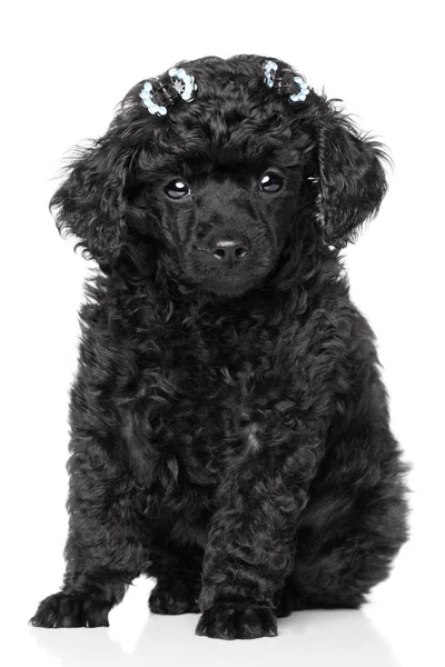 Cachorrinho poodle miniatura — Fotografia de Stock
