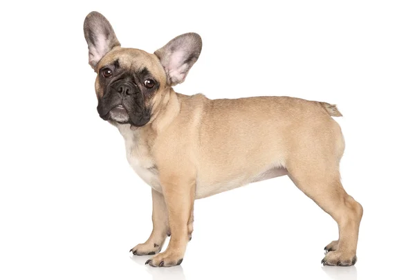 Potret anak anjing bulldog Perancis — Stok Foto
