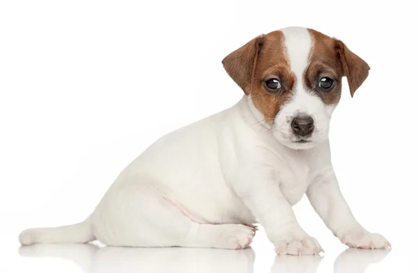 Jack Russell Terrier catelus pe un fundal alb — Fotografie, imagine de stoc