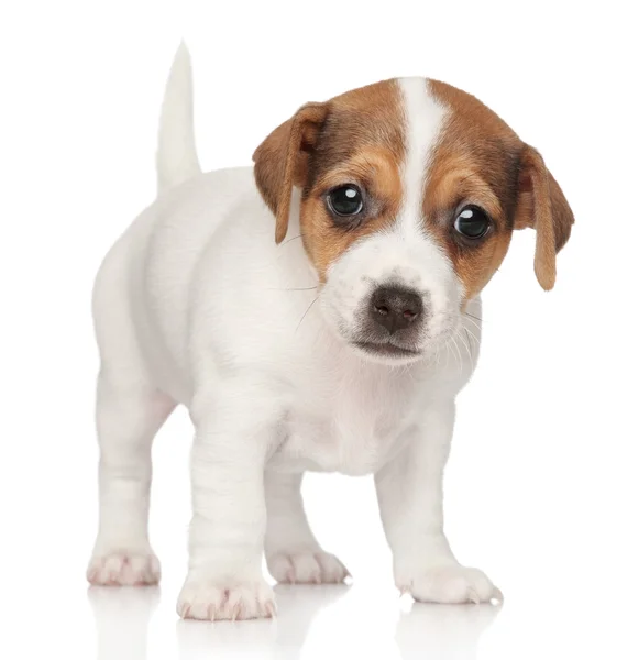Cãozinho Jack Russell (1 mês de idade ) — Fotografia de Stock