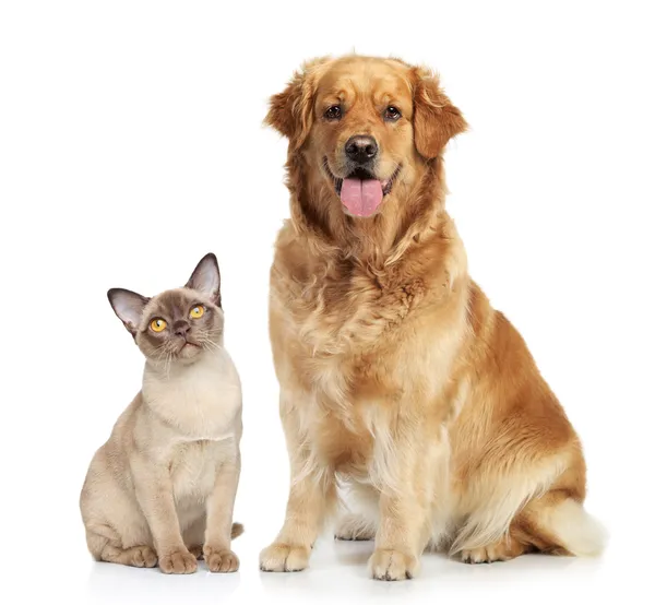 Macska és kutya együtt Stock Kép