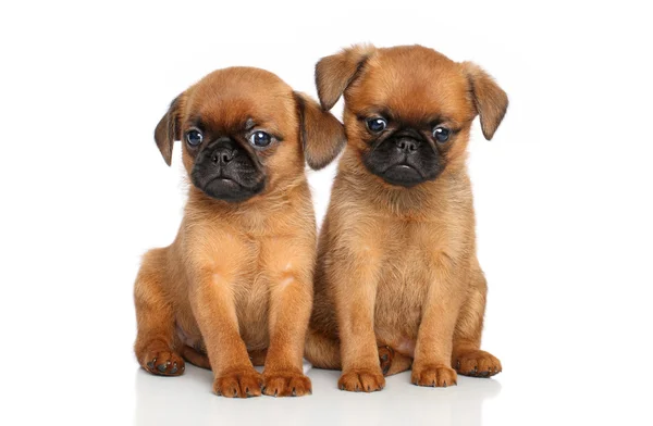 Petit brabancon puppies Stock Picture