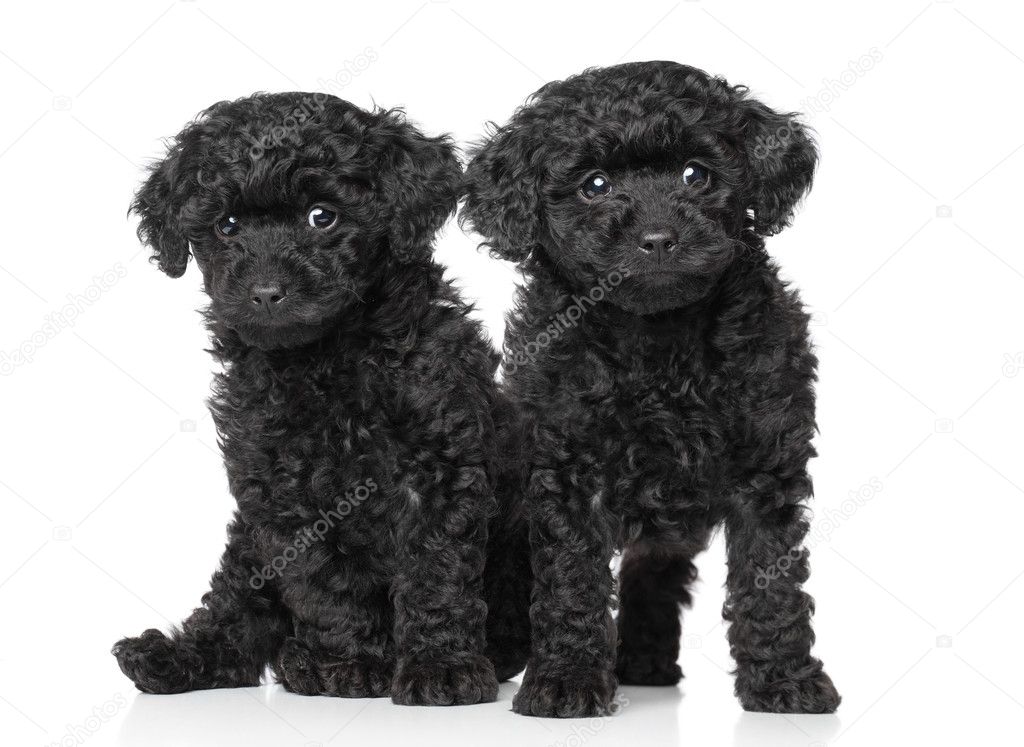 Black toy poodle puppies