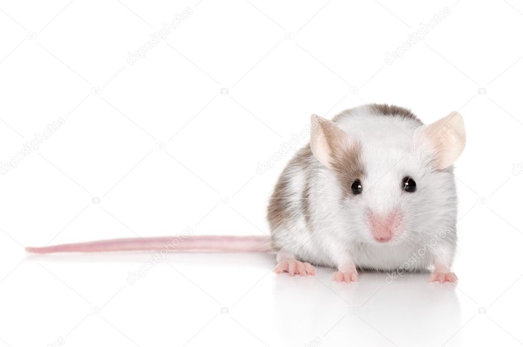 Tiny mouse on white background