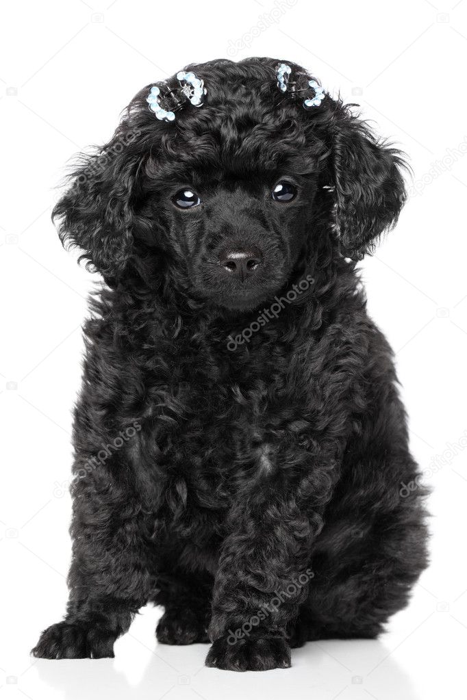 buy miniature poodle