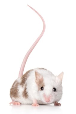 Mouse with a long tail clipart