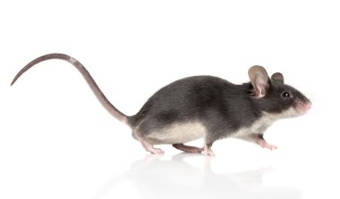Mouse with a long tail running clipart