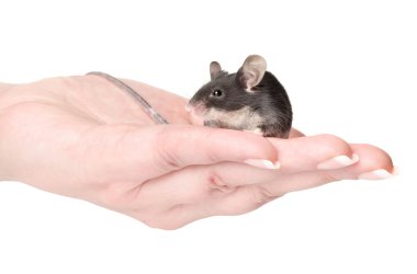 Little mouse sitting on hands clipart