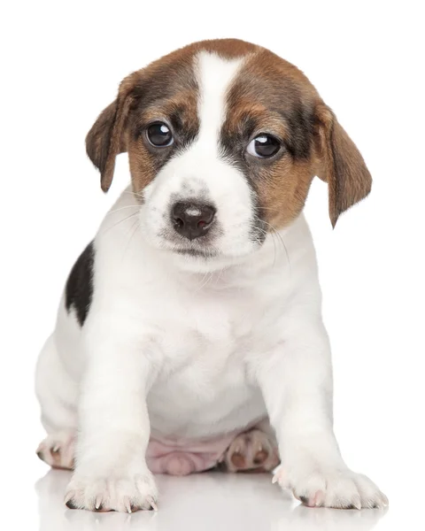 Jack Russell Terrier cachorrinho 1 mês de idade — Fotografia de Stock