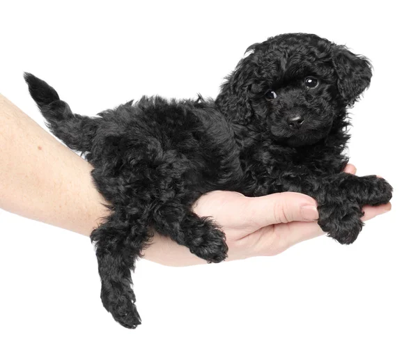 Black toy poodle puppy on hand — Stock Photo, Image