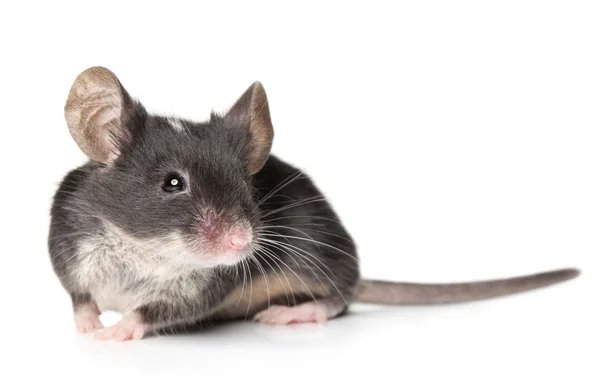 Myš pózuje na bílém pozadí (mělké Dof) — Stock fotografie