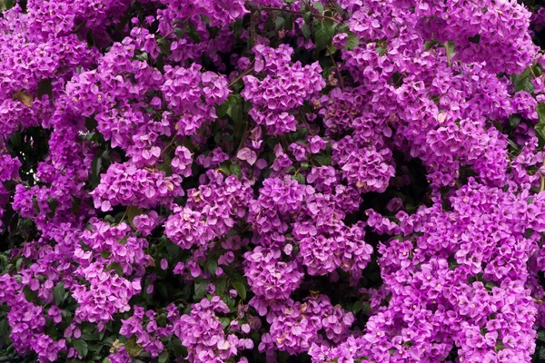 stock image Pink Flowers