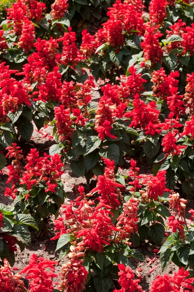 stock image Red rhododendron in Nepal