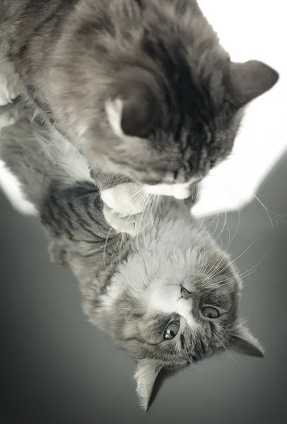 Chat sur miroir — Photo