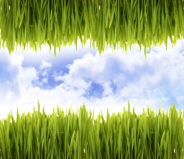 Gras och blå himmel — Stockfoto