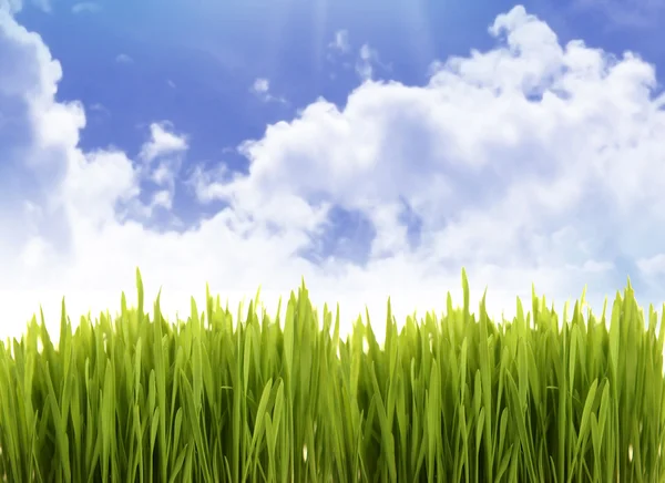 Gras och blå himmel — Stockfoto