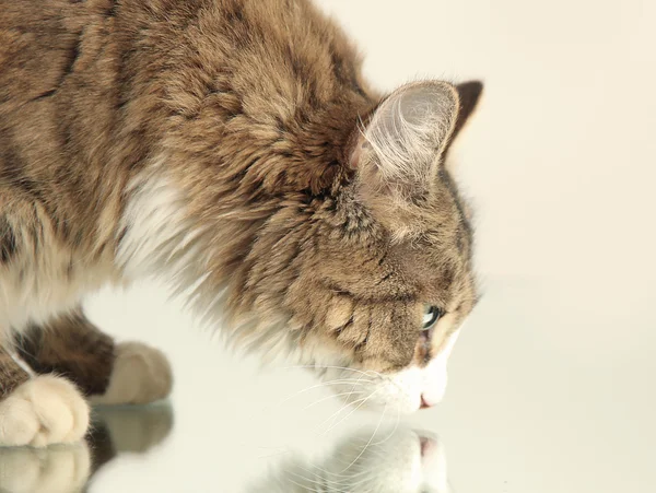 Кошка на зеркале 2 — стоковое фото