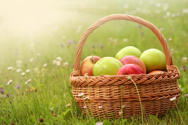 Zonnige vruchten — Stockfoto