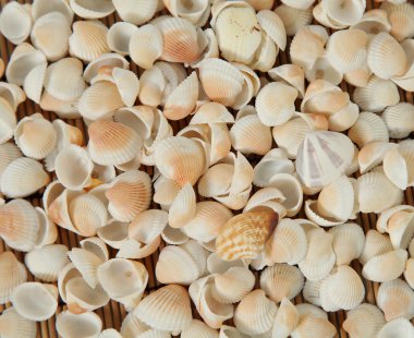 Shells clipart