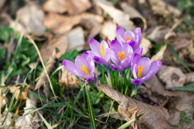 Crocus in the forest clipart