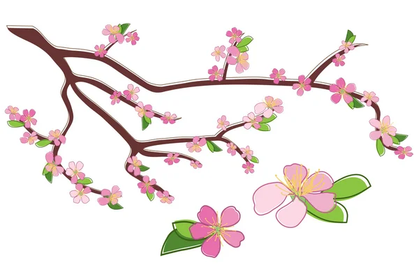 Branche de pêche aux fleurs roses - vecteur — Image vectorielle