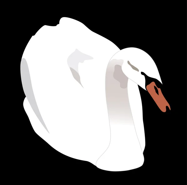 White swan on the black background - vector — Stock Vector