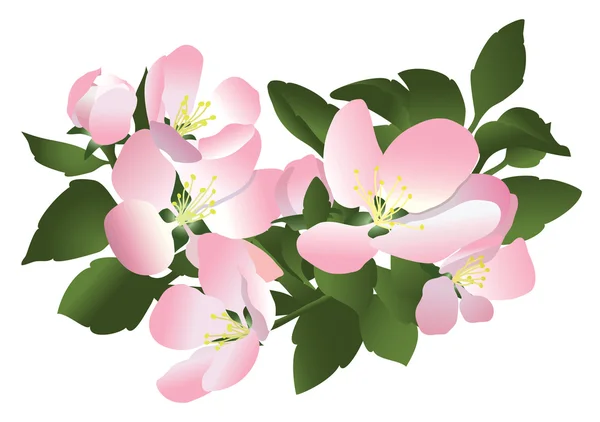 Flores de manzano - vector — Archivo Imágenes Vectoriales