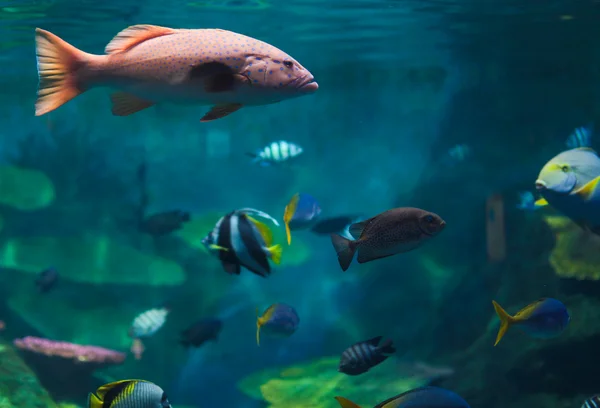 Scuole di pesce — Foto Stock