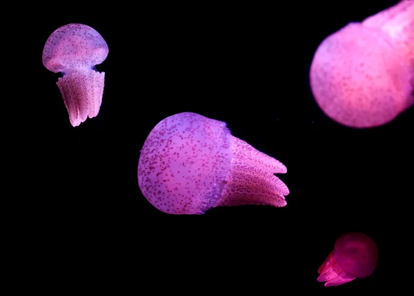 Méduses dans l'océan profond — Photo