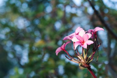 pembe plumeria