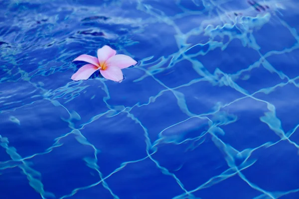Plumeria in zwembad — Stockfoto