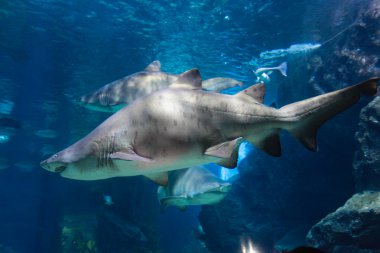 büyük beyaz köpekbalığı