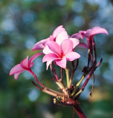 pembe plumeria