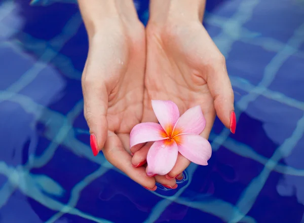 手でプルメリアの花 — ストック写真