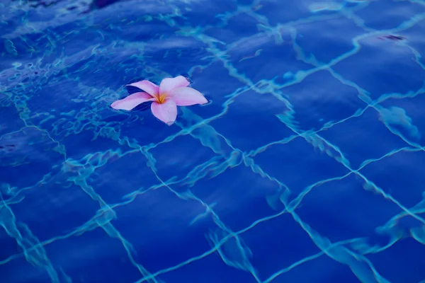Живці квітів у басейні — стокове фото