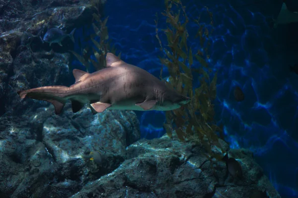 Büyük beyaz köpekbalığı — Stok fotoğraf