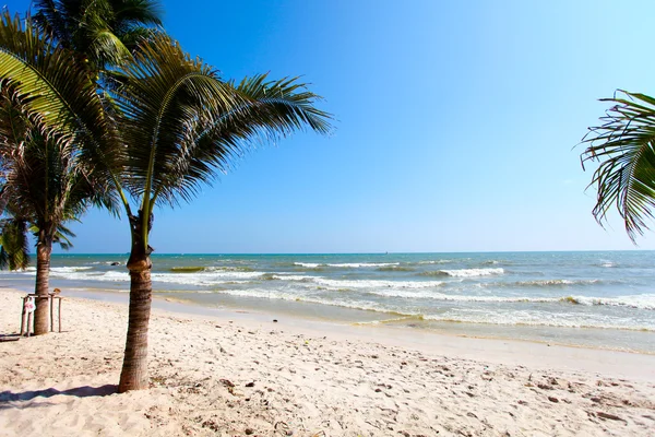 Palmbomen en strand — Stockfoto