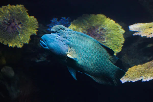 Pesce azzurro — Foto Stock