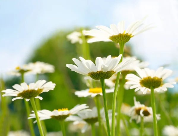 白色和黄色雏菊 — 图库照片