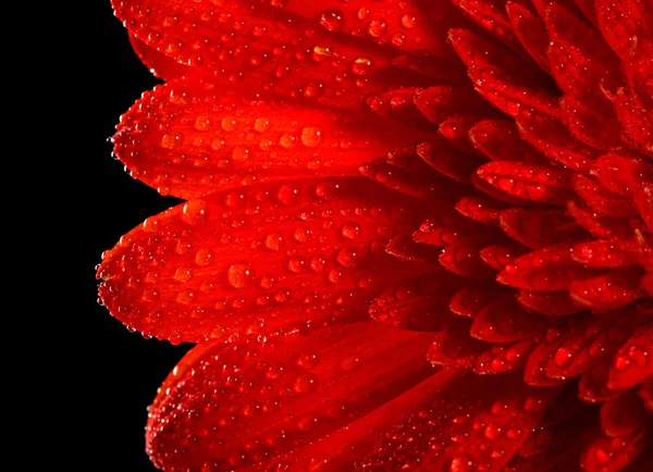 Siyah zemin üzerine kırmızı papatya gerbera — Stok fotoğraf