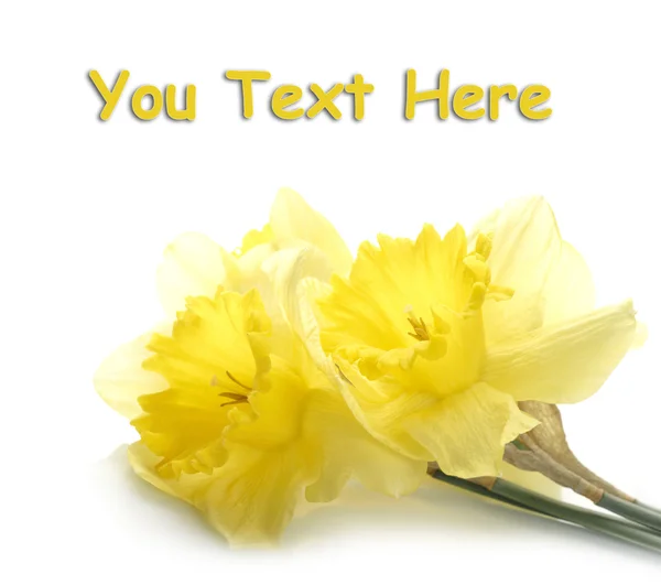 Narciso amarelo sobre fundo branco — Fotografia de Stock