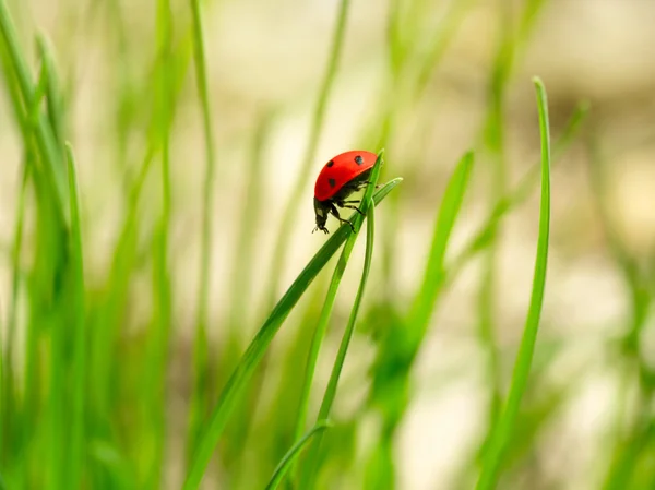 stock image Ladybug on green grass. Shallow DOF