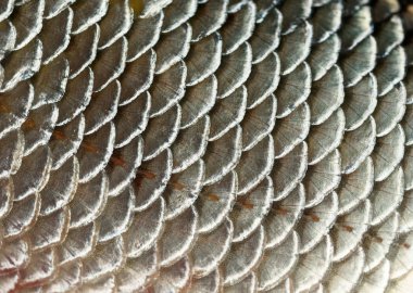 Fish scales background clipart