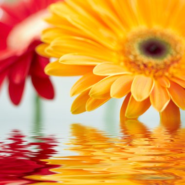 Sarı papatya gerbera ait closeup fotoğraf